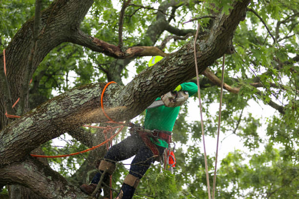  , USA Tree Care Pros